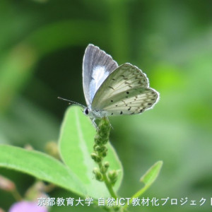 ルリシジミ
