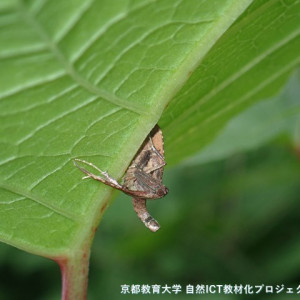 トガリメイガの仲間
（カバイロトガリメイガ？）