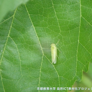 クワキヨコバイの一種