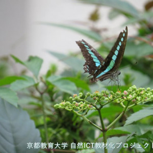 アオスジアゲハ