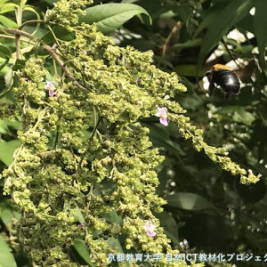 キムネクマバチ