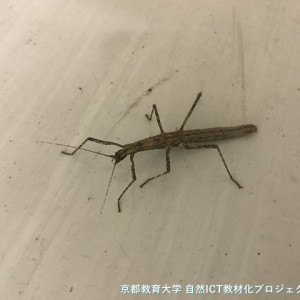 トゲナナフシ