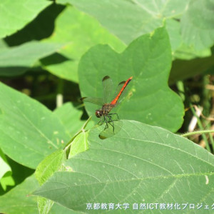 リスアカネ