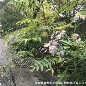 アサギマダラ