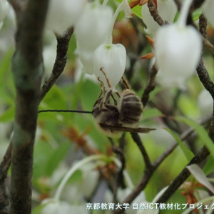ハイイロヒゲナガハナバチ