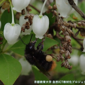 クロマルハナバチ