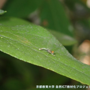 ウデマガリコカゲロウ