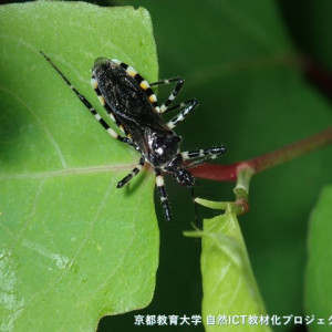 シマサシガメ