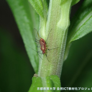 セイタカアワダチソウヒゲナガアブラムシの有翅虫