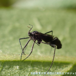 クリオオアブラムシの有翅虫