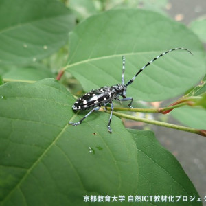 ゴマダラカミキリ