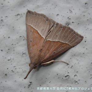 アオアツバ（？）