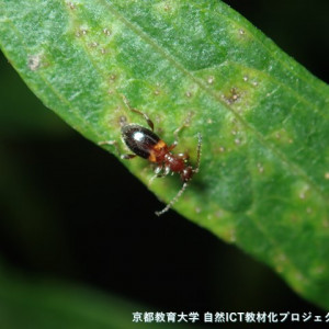 ホソクビアリモドキ