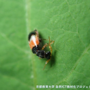 ヒロオビジョウカイモドキ