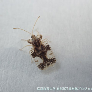 ナシグンバイ？