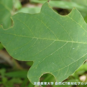 クズハキリバチに切り取られた葉
