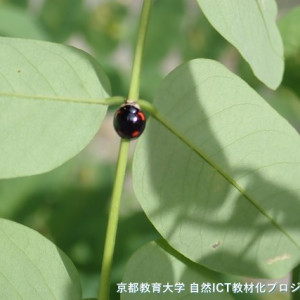 ダンダラテントウ