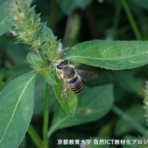 ハキリバチの一種