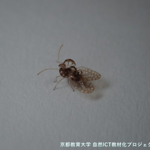 ヘクソカズラグンバイ