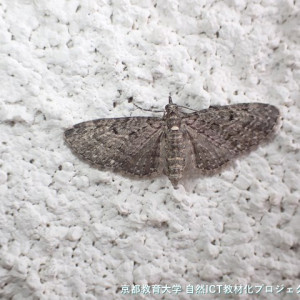 シロテンカバエダシャク