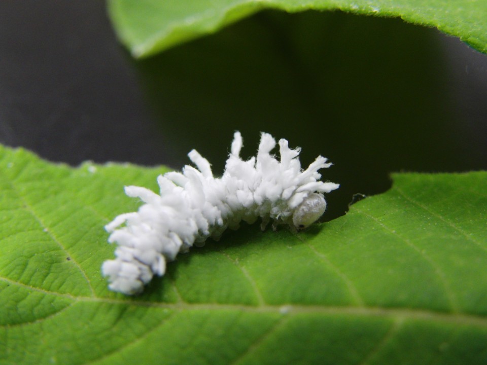 摂食中のハバチ幼虫