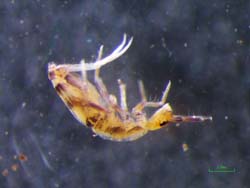 昆虫に近い仲間のトビムシ類