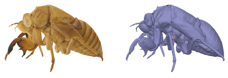 アブラゼミの抜け殻の3Dモデル